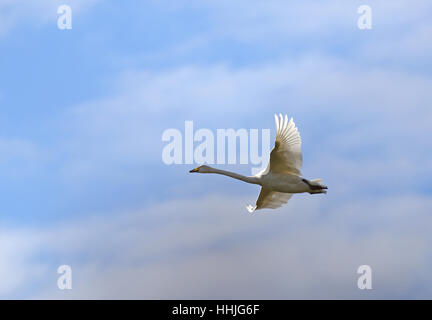 Flying Whooper swan (Cygnus cygnus) Foto Stock