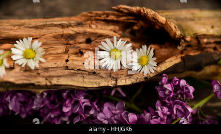Un vecchio albero caduto con fiori Foto Stock