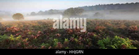 Misty alba; Bratley pianura, New Forest National Park; Hampshire County; Inghilterra; Gran Bretagna, Regno Unito Foto Stock