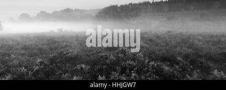 Misty alba; Bratley pianura, New Forest National Park; Hampshire County; Inghilterra; Gran Bretagna, Regno Unito Foto Stock