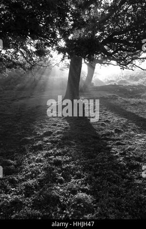 Alberi da bosco e le felci, Bianco Moor, New Forest National Park; Hampshire County; Inghilterra; Gran Bretagna, Regno Unito Foto Stock