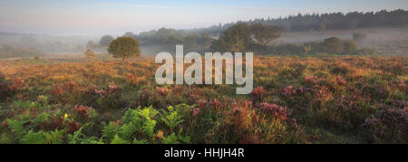 Misty alba; Bratley pianura, New Forest National Park; Hampshire County; Inghilterra; Gran Bretagna, Regno Unito Foto Stock