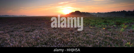 Misty alba; Bratley pianura, New Forest National Park; Hampshire County; Inghilterra; Gran Bretagna, Regno Unito Foto Stock