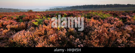 Misty alba; Bratley pianura, New Forest National Park; Hampshire County; Inghilterra; Gran Bretagna, Regno Unito Foto Stock