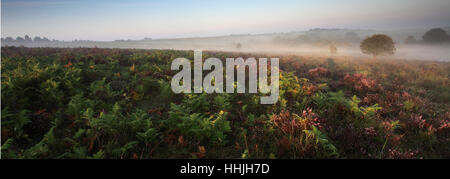 Misty alba; Bratley pianura, New Forest National Park; Hampshire County; Inghilterra; Gran Bretagna, Regno Unito Foto Stock