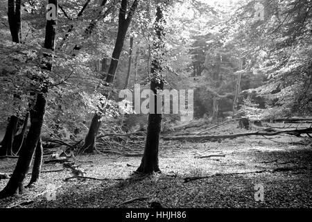 Alberi da bosco e le felci, Bianco Moor, New Forest National Park; Hampshire County; Inghilterra; Gran Bretagna, Regno Unito Foto Stock