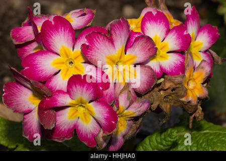 Fiori di colore rosa con strisce di velluto petali testurizzata e centro di colore giallo Foto Stock