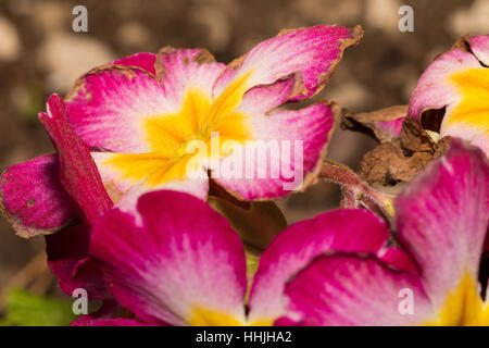 Fiori rosa e bianchi con centro giallo e striato di velluto petali testurizzato, close-up Foto Stock