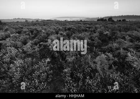 Misty alba; Bratley pianura, New Forest National Park; Hampshire County; Inghilterra; Gran Bretagna, Regno Unito Foto Stock