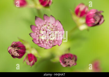 Profondo rosso dei fiori passando da uno sfondo verde, girato da sopra Foto Stock