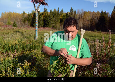 Un indigeno uomo raccoglie wild tarassaco foglie a una danza Sun sito cerimoniale, vicino alla fabbrica di alci, northern Ontario, Canada. Foto Stock