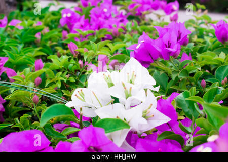 Bianco e viola il bougainvillea in giardino. Foto Stock