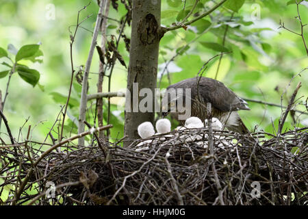 Sparviero / Sperber ( Accipiter nisus ), cura femmina, alimenta la sua prole, giovani pulcini Elemosinare il cibo. Foto Stock