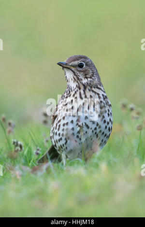 Tordo Bottaccio ( Turdus philomelos ) nel suo abito di allevamento, seduti per terra in erba, guardando attentamente, vista frontale. Foto Stock