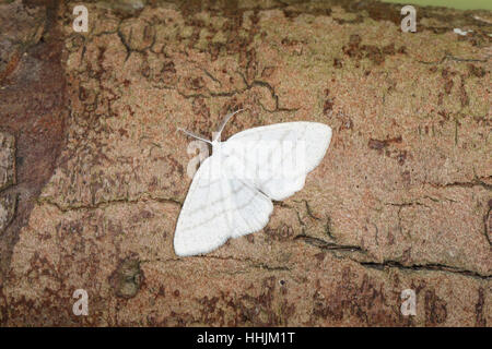 Comune di Onda bianco (Cabera pusaria), una falena bianco appollaiata su un ramo di marrone in una suburbana giardino di Norfolk Foto Stock