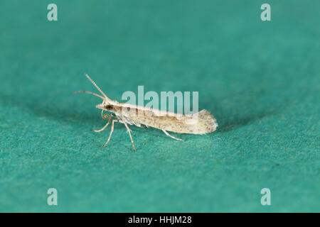 Diamondback Tarma (Plutella xylostella), un migrante micro-moth, seduto su un verde backgroun Foto Stock