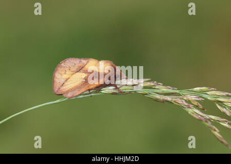 Bevitore (Euthrix potatoria), una forma strana falena, aggrappato a un gambo di erba Foto Stock