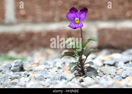 Close up di Viola tricolore o viola cornuta o noti come Viola Johnny Jump Up flower Foto Stock