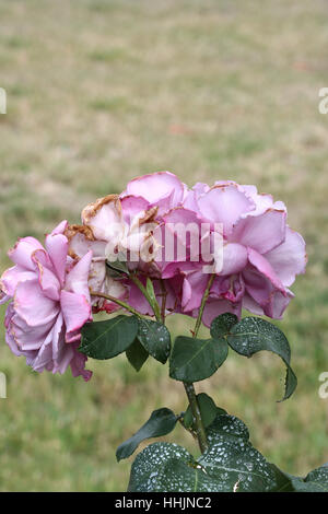 L'avvizzimento Charles de Gaulle roses - HYBRID TEA ROSE Foto Stock