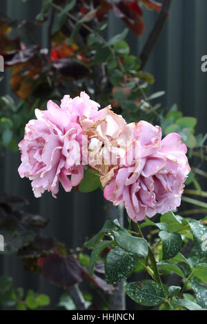 L'avvizzimento Charles de Gaulle roses - HYBRID TEA ROSE Foto Stock