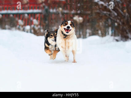 Due simpatici cani sono felicemente in esecuzione oltre il bianco della neve in inverno Foto Stock