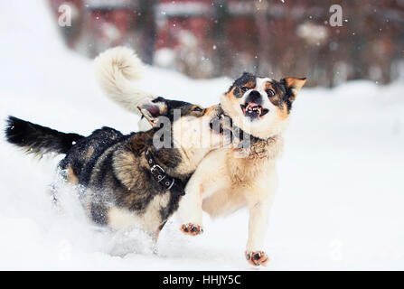 Due simpatici cani sono felicemente in esecuzione oltre il bianco della neve in inverno Foto Stock