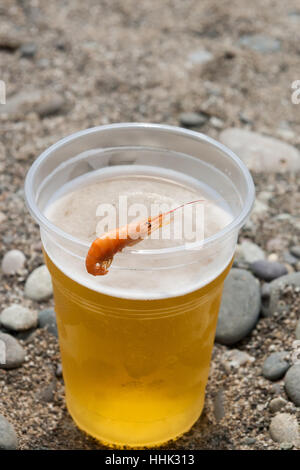 Bella gamberetti su una lastra di vetro con la birra a terra Foto Stock