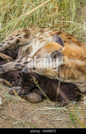 Avvistato hyeana nel parco nazionale di Kruger, Sud Africa ; Specie Crocuta crocuta famiglia di Hyaenidae Foto Stock