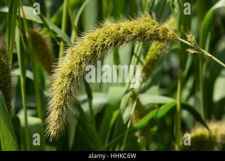 Giardino, impianto, giardiniere, coltivazione, landlive, giardini, natura, naturale Foto Stock