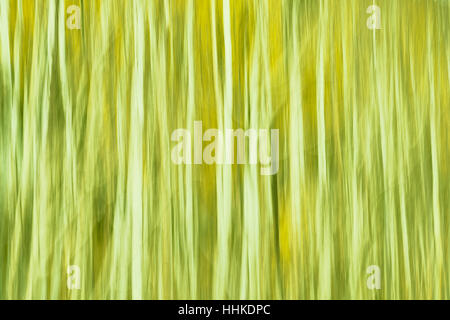 Moto alberi sfocate, verde natura astratta sfondo. Foto Stock