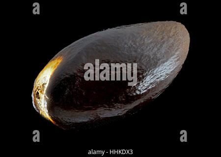 Hamamelis Virginiana, American strega-hazel Virginische Zaubernuss, sementi, vicino, la dimensione della granella 6-7 mm Foto Stock