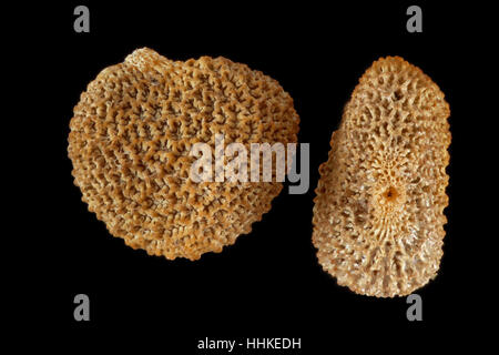 Hyoscyamus niger, Black henbane, Schwarzes Bilsenkraut, semi, vicino, la dimensione della granella 1,5 mm Foto Stock