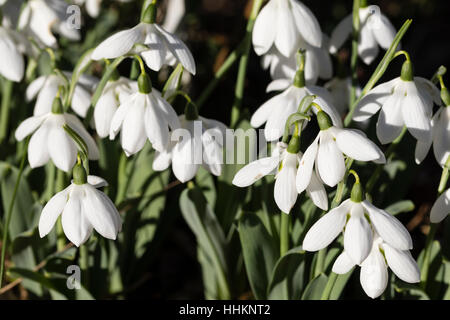 Ammassato gennaio fiori del modulo selezionato del gigante snowdrop, Galanthus elwesii 'Godfrey Owen' Foto Stock