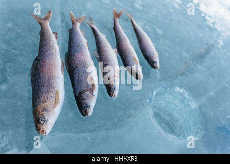 In inverno la pesca sul lago Baikal. La cattura del pesce persico e temoli nel bellissimo e pulito posto! Il più profondo lago di acqua dolce del pianeta. Corpo di pesce è stato Foto Stock