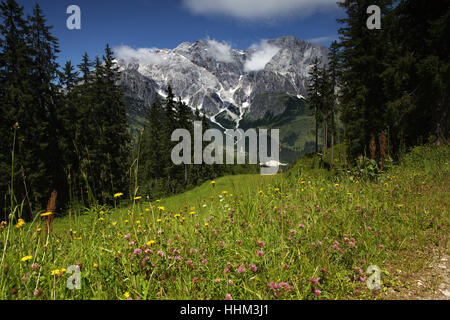 Alpi, massiccio, alpenstock, prato, montagna, blu, bella, beauteously, Nizza, Foto Stock