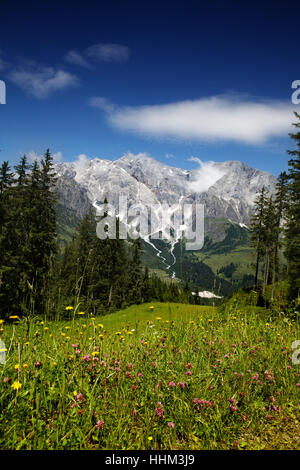 Alpi, massiccio, alpenstock, prato, montagna, blu, bella, beauteously, Nizza, Foto Stock
