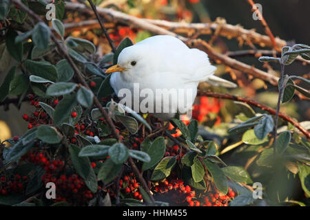 Bianco (leucistic) Blackbird. Nome scientifico: Turdus merula. In un giardino in Inghilterra del sud. Foto Stock