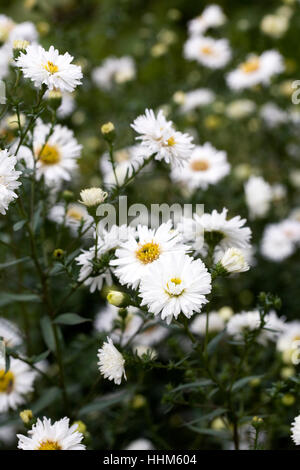 Symphyotrichum novi-belgii 'White ladies' Fiori. Foto Stock