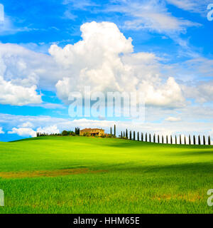 Toscana, terreni agricoli, cipressi riga e campo arato, paesaggio di campagna. Siena, Val d Orcia, Italia, Europa. Foto Stock