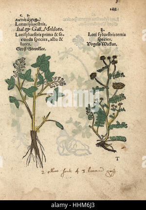 Dolce giallo specie di trifoglio, Melilotus officinalis. Woodblock Handcolored incisione di una illustrazione botanica da Adamo Lonicer's Krauterbuch, o alle erbe, Francoforte, 1557. Questo da un secolo XVII edizione pirata o atlas di illustrazioni soltanto, con didascalie in latino, greco, francese, italiano, tedesco e nel manoscritto inglese. Foto Stock