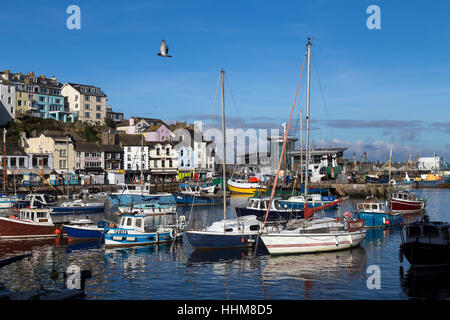 Brixham una piccola cittadina di pescatori e parrocchia civile nel distretto di Torbay nella contea del Devon, della flotta da pesca in porto BRI Foto Stock