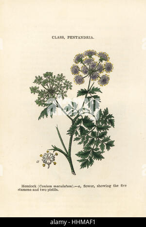 La cicuta, Conium maculatum. Woodblock Handcolored incisioni da James principali del popolare botanica, Orr e Smith, Londra, 1835. James principale (1775-1846) era un giardiniere scozzese, botanico e scrittore. Foto Stock