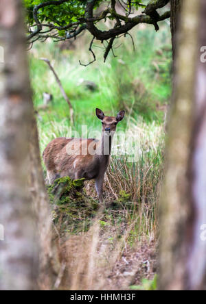 Cervi Sika hind ad Arne RSPB riserva, Dorset Foto Stock