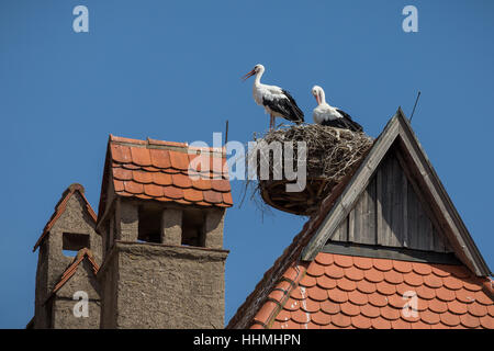 Stork nei nidi sul Municipio tetto, Dinkelsbuhl, Baviera, Ansbach, Germania, Europa. Foto Stock