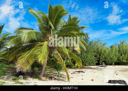 Albero di cocco, vegetazione sulla spiaggia, atollo di Aitutaki, Isole Cook Foto Stock