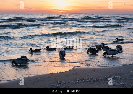 Germani reali sulla spiaggia, sunrise, Seebad Bansin, località balneare, Usedom, Mar Baltico, Meclemburgo-Pomerania, Germania Foto Stock