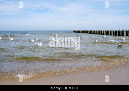 A testa nera gabbiani in acqua del Mar Baltico vicino Ückeritz, Usedom, Meclemburgo-Pomerania, Germania Foto Stock