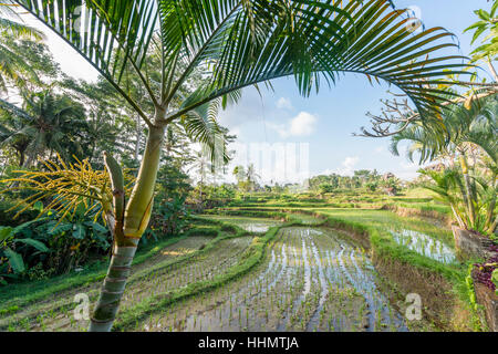 Terrazze di riso Jatiluwih, Bali, Indonesia Foto Stock
