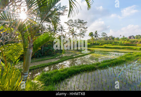 Terrazze di riso Jatiluwih, Bali, Indonesia Foto Stock