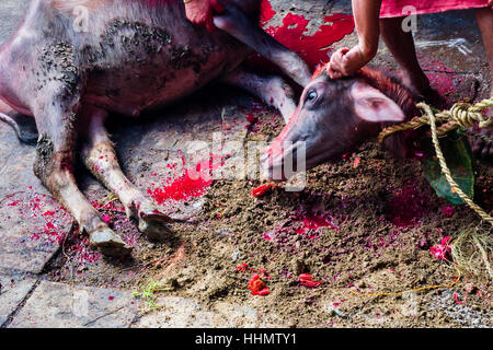 Morto il bufalo d'acqua, il sacrificio, festival indù Dashain, Gorakhnath tempio, Gorkha, Distretto di Gorkha, Nepal Foto Stock